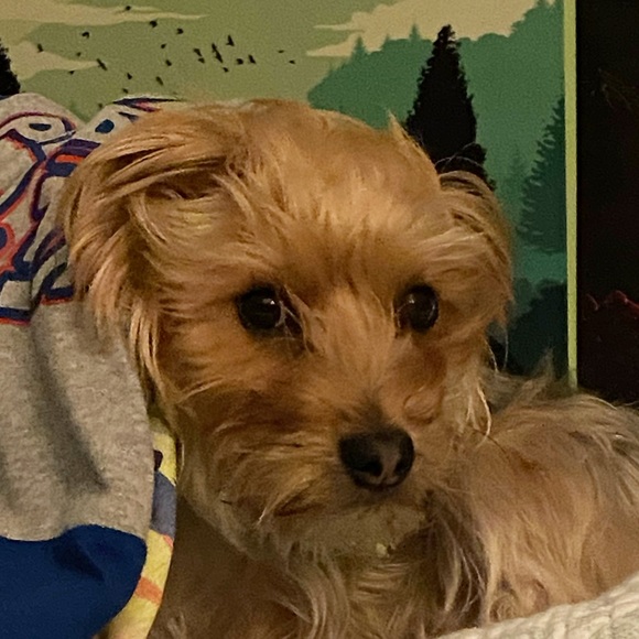 Meet your Posher, Talia - Picture 1 of 1